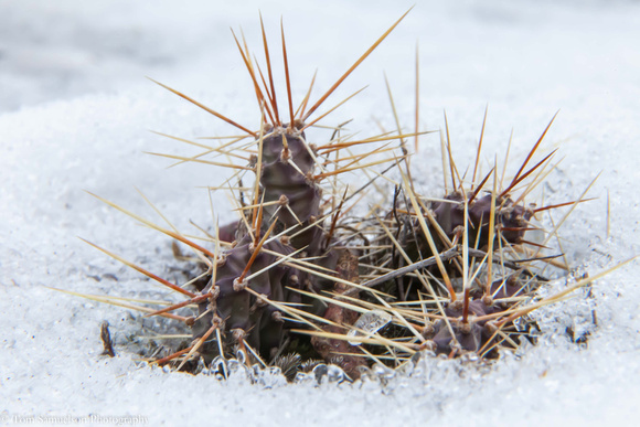 Cacti - Brittle - IMG103_2873