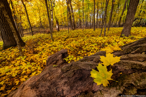 Fall- Deep Woods - IMG134_8541