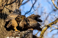 Owl - Great Horned - IMG133_5843