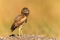 Owl - Baby Burrowing - IMG134_3344