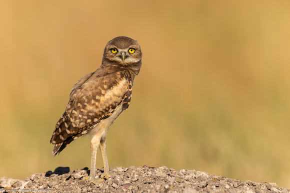 Owl - Baby Burrowing - IMG134_3344