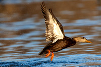 Duck - Black - IMG134_3989