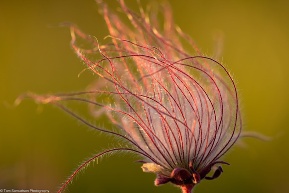 Prairie Smoke - IMG134_0813