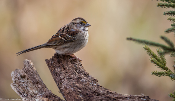 Sparrow - White Throated - IMG102__8693