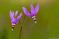 Botany