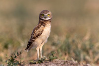 Owl - Burrowing - IMG134_2869