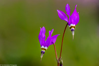 Shooting Star - Jewelled - IMG135_5374