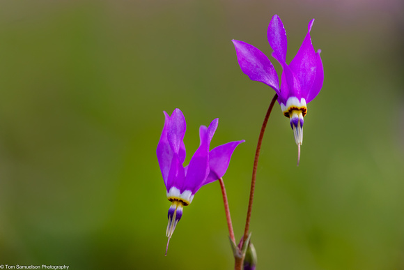 Shooting Star - Jewelled - IMG135_5374