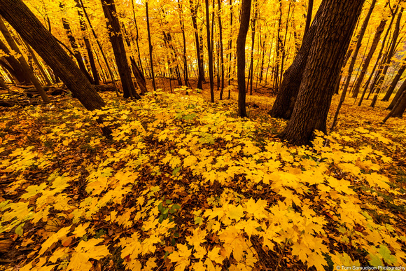 Fall- Deep Woods - IMG134_8996