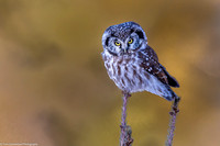 Owl - Boreal - IMG135_1199