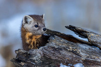 Marten - Pine - IMG134_9286