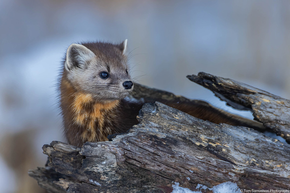 Marten - Pine - IMG134_9286