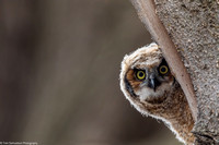 Owl - Great Horned - IMG131_2034