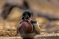 Duck - Wood - IMG135_2882