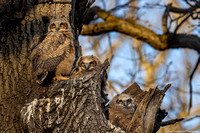 Owl - Great Horned - IMG133_6151
