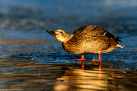 Duck - Mallard Water Drops - IMG135_5211