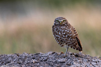 Owl - Burrowing - IMG134_1813