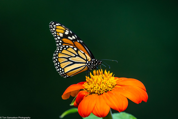 Butterfly - Monarch - IMG134_5790