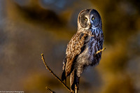 Owl - Great Gray - IMG135_1279