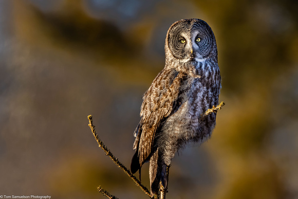 Owl - Great Gray - IMG135_1279