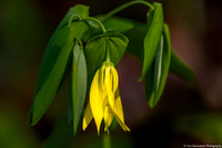 Lily- Bellwort - IMG135_5407