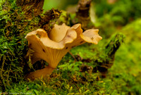 Mushroom - Chanterelle - IMG102_6579
