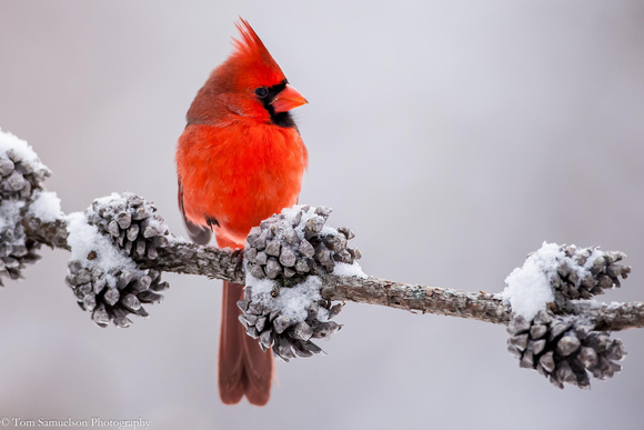Cardinal - Male  - 103_4386