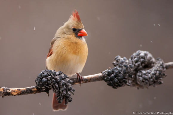Cardinal - Female - 103_4474
