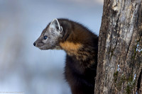 Marten - Pine - IMG134_9320