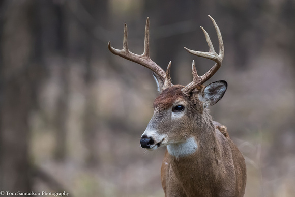 Deer - Whitetail Buck - IMG110_2164