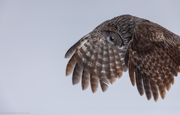 Owl - Great Gray - IMG130_0031