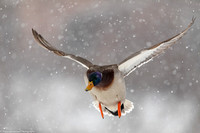 Duck - Mallard - IMG135_5641