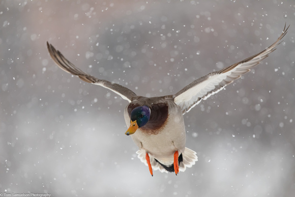 Duck - Mallard - IMG135_5641
