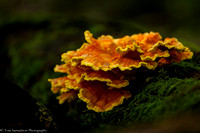 Fungus - Sulphur Shelf - IMG102_5786