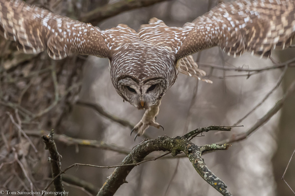 Owl - Barred - IMG110_2270