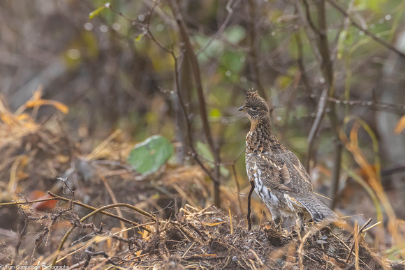 Grouse - Ruff - IMG134_8897