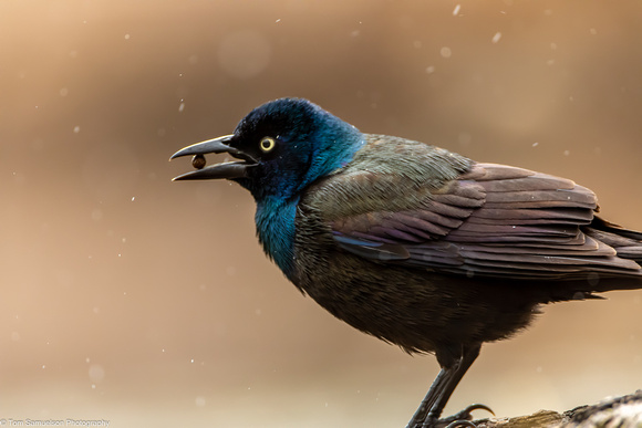 Grackle - Common - IMG131_2630