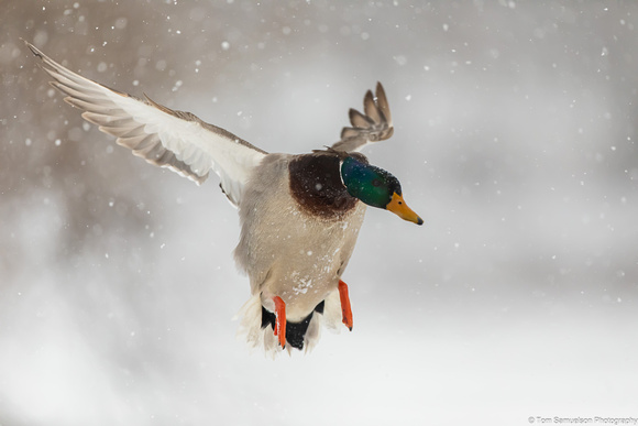 Duck - Mallard - IMG135_5678