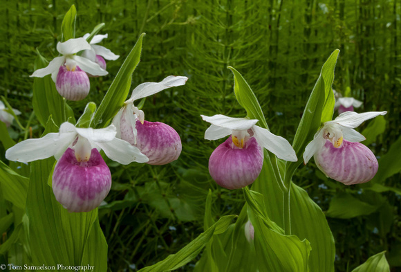 Orchids - Showy Ladyslipper - IMG102_2003