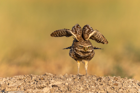 Owl - Burrowing - IMG134_3234