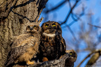 Owl - Great Horned - IMG133_6031