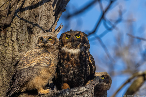 Owl - Great Horned - IMG133_6031