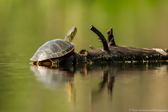 Turtle - Painted - IMG120_8094