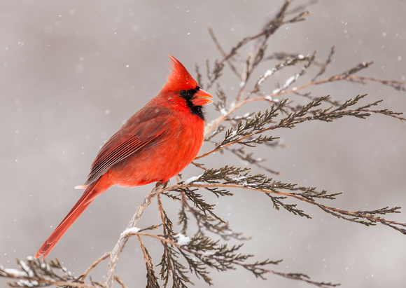 Cardinal - Male - IMG101_8040.jpg