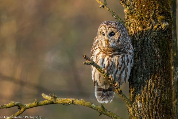 Owl - Barred - IMG110_1421