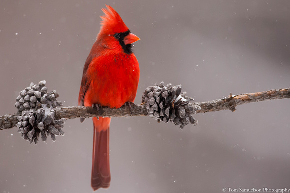 Cardinal - Male - 103_5349