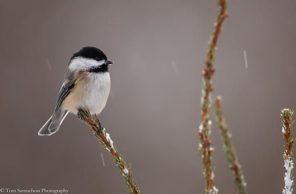 Chickadee - Black Capped in Snow - IMG102__9468