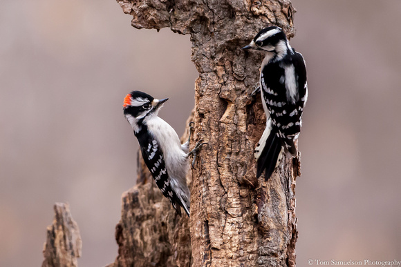 Woodpecker - Downy Pair - IMG103__8038