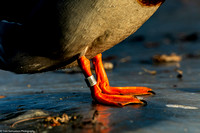 Duck - Mallard Banded - IMG135_5113