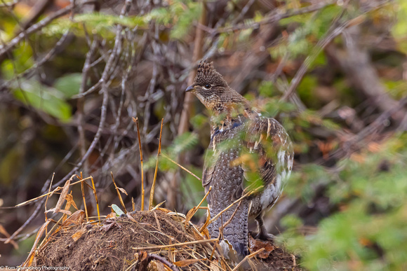 Grouse - Ruff - IMG134_8842